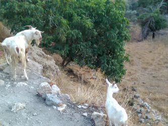 Cretan goats