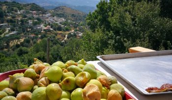 last fig harvest