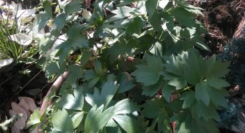 lovage in the garden