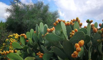 prickly pear
