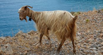 Cretan Goat, in Crete