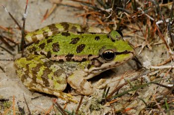 Cretan frog Crete Freshwater