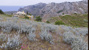 Cretan herbs