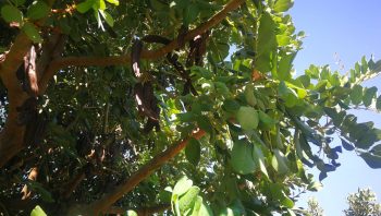 Crete carob