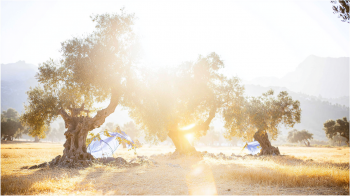 Golden olive groves on the island of Crete at sunrise