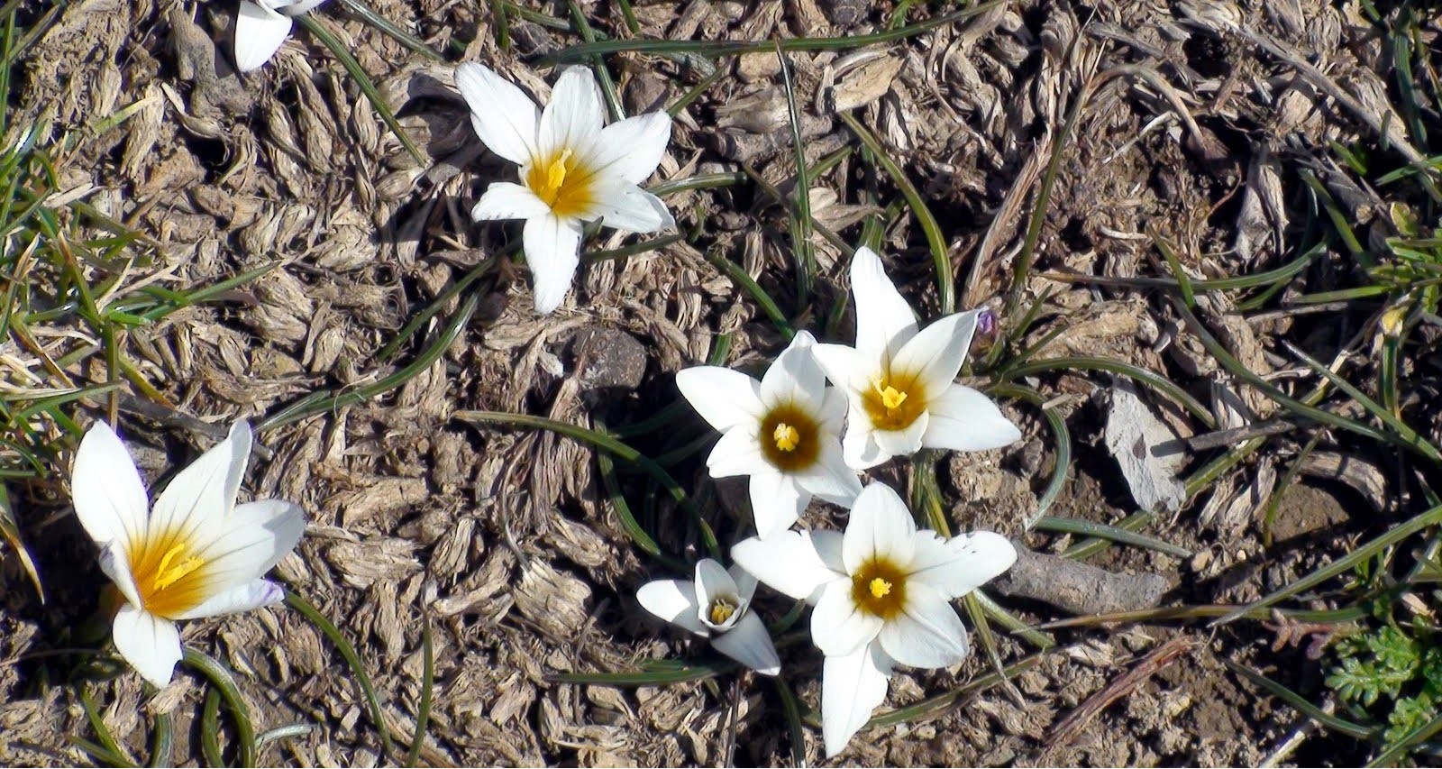 The Cretan Tulip