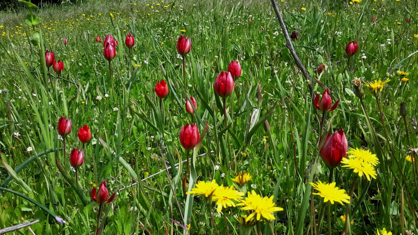 Tulipa doerfleri