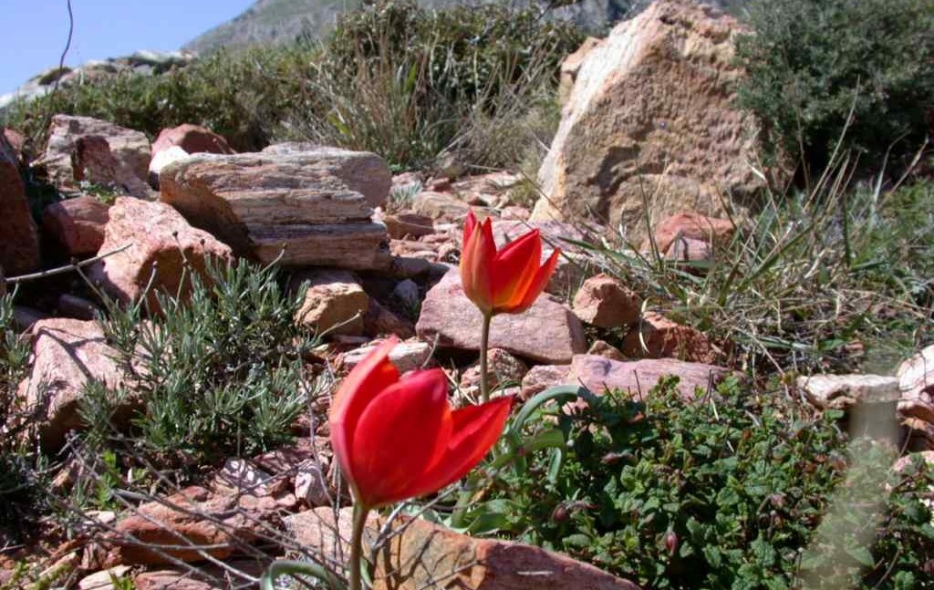 The Red Tulip of Goulimis