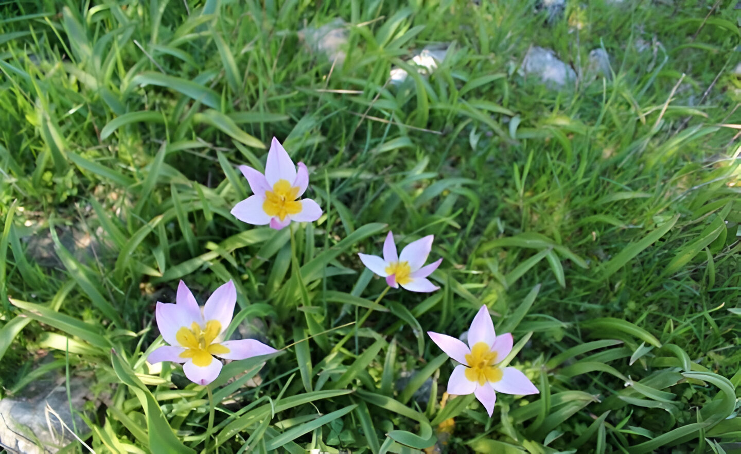 The Rock Tulip (Tulipa saxatilis)
