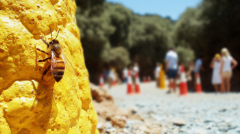 The Municipality of Gortyna has voiced strong support for Crete’s beekeepers, vital guardians of the island’s honey, agriculture, and environment. Here is why visitors should care, too.