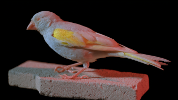 canary