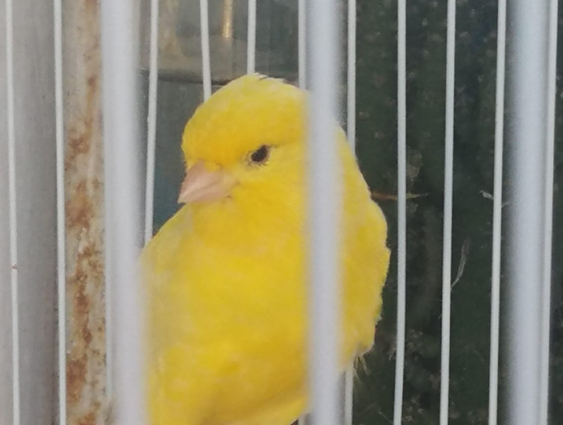 canary burb