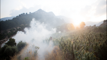 Police in Rethymno discovered and destroyed a cannabis plantation with 80 plants in a remote area of Amari last week. No arrests yet.