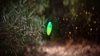 fireflies