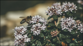 honeybee
