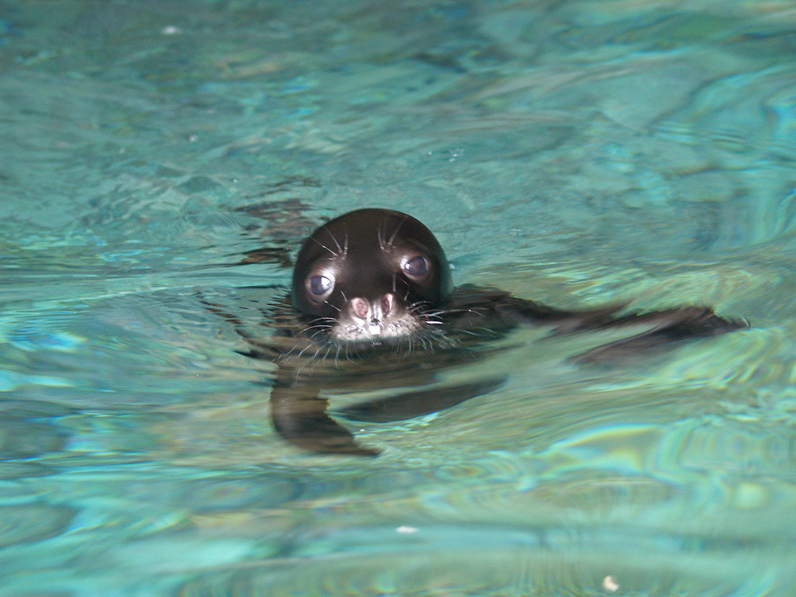 Alonissos Marine Park Monk seal