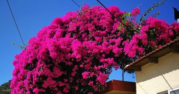Bougainvillea