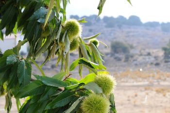 Cretan chestnut