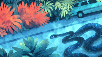 Snakes Invade Tiberias