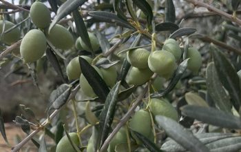 olive harvest
