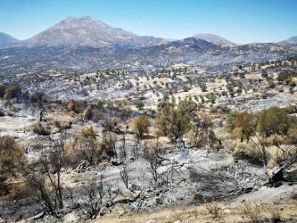 Amari Replanting Olive Groves