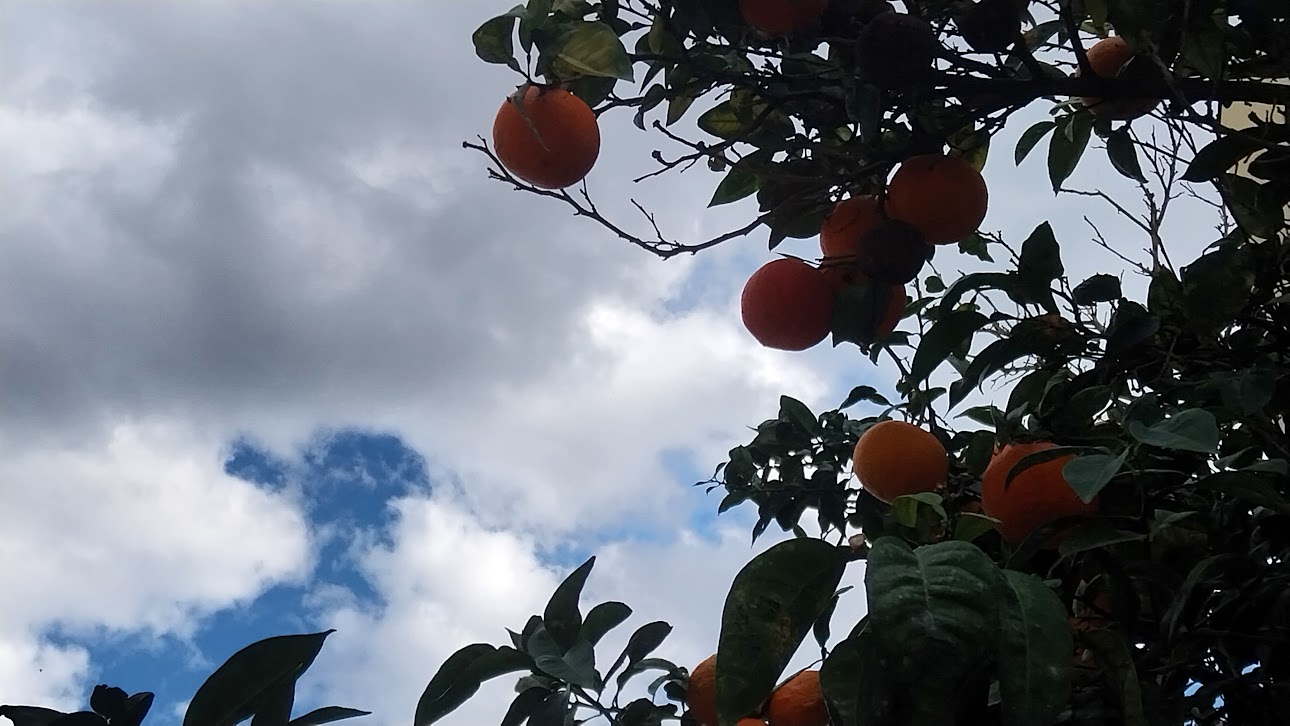 An orange tree on Christmas Day.