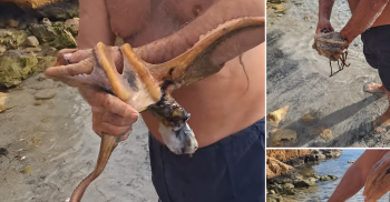 Crete Octopus Encounter winter swim