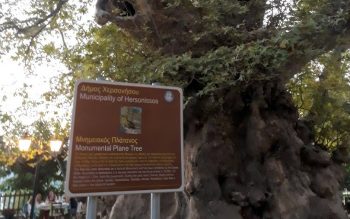plane tree of Krasi