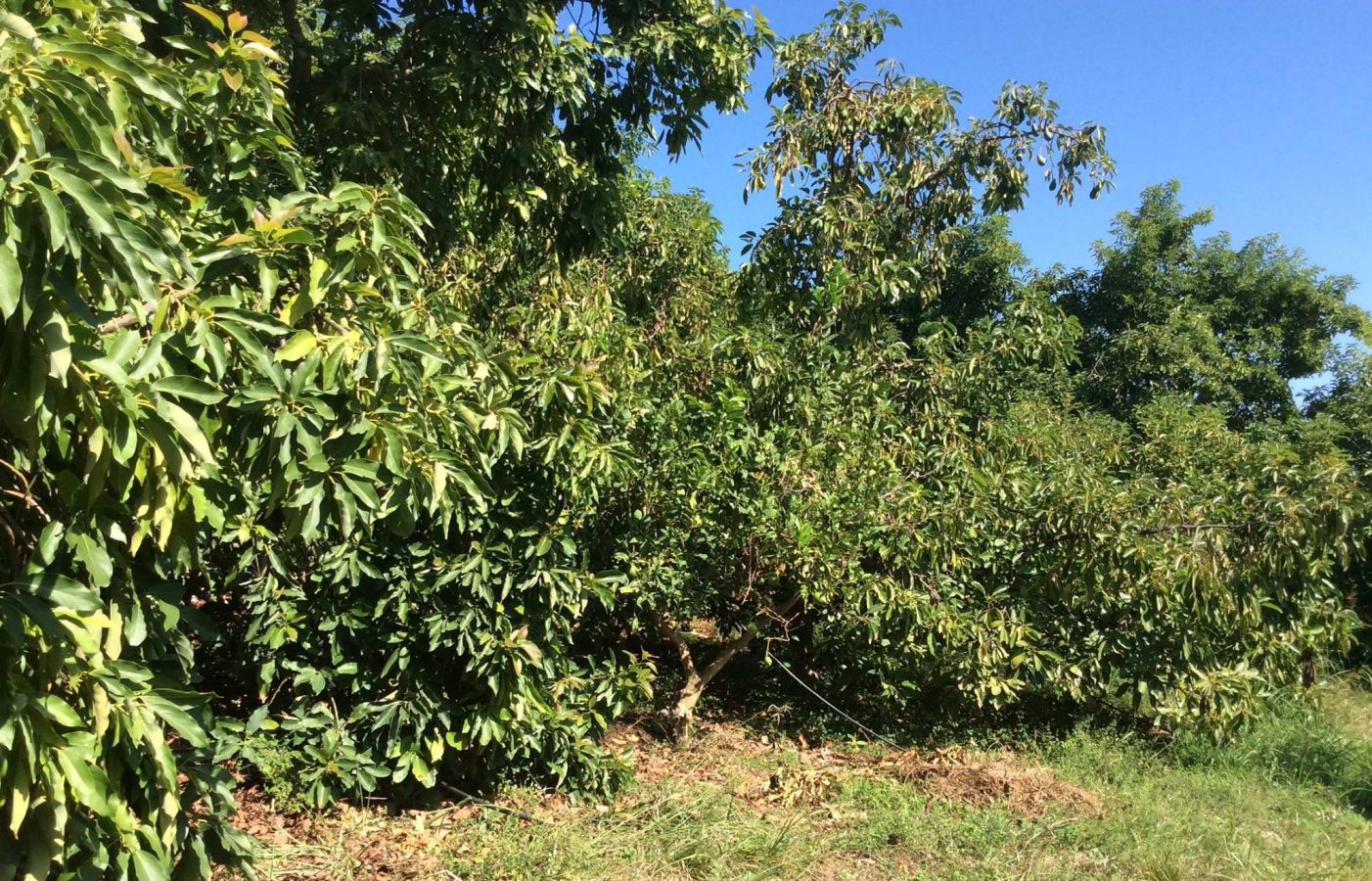 Lappa Avocado orchard