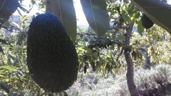 Lappa Avocado orchard closeup