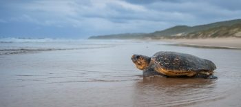 Where Turtle Season Meets Zambezi Calving Season in Southern Africa