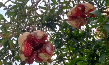 ripe broken pomegranates on branches.