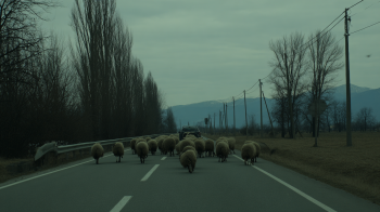 sheep and goat pox management €2.4 million funding