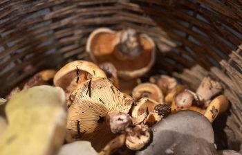 Cholomondas wild mushrooms Arnaia