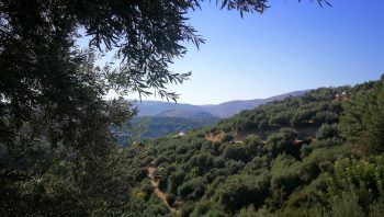 Crete Reforestation Plan Asterousia