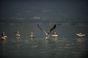 Kerkini Bird Observatory