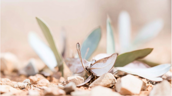 do plants feel pain hero image