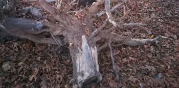 wild winds fallen tree