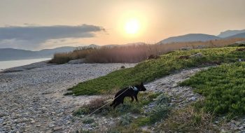 Crete animal poisonings