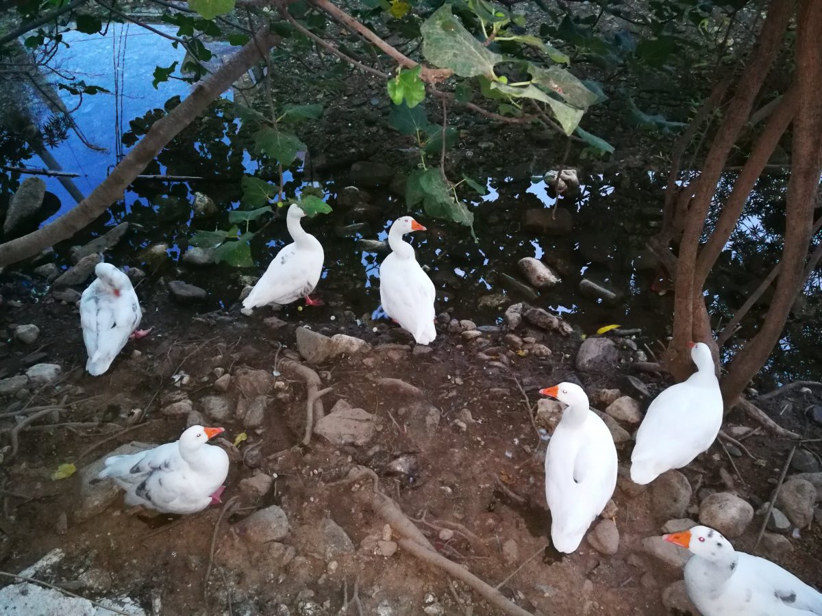 Pantomantris River ducks