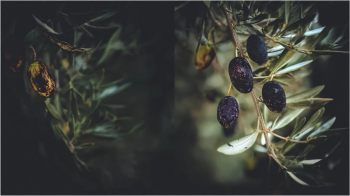 Gloeosporium olives Crete