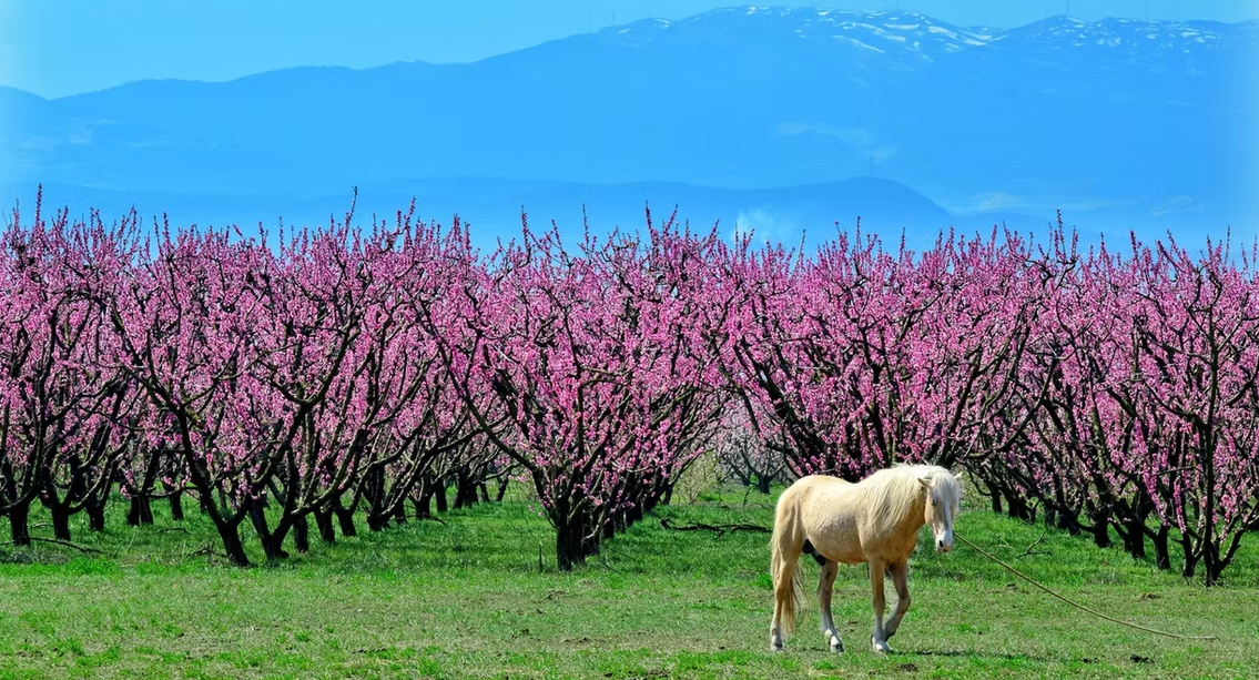 9th Blossoming Peach Trees Photography Contest