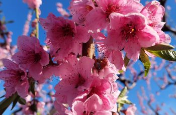 Veria Blossoming Peach Trees festival