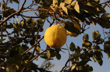 quinces Cydonia fruit history