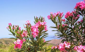 Crete oleander ban