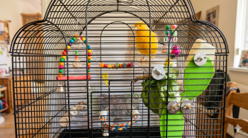 avian veterinary