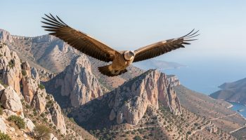 birds of prey