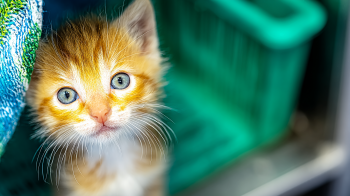 veterinary care of stray pets