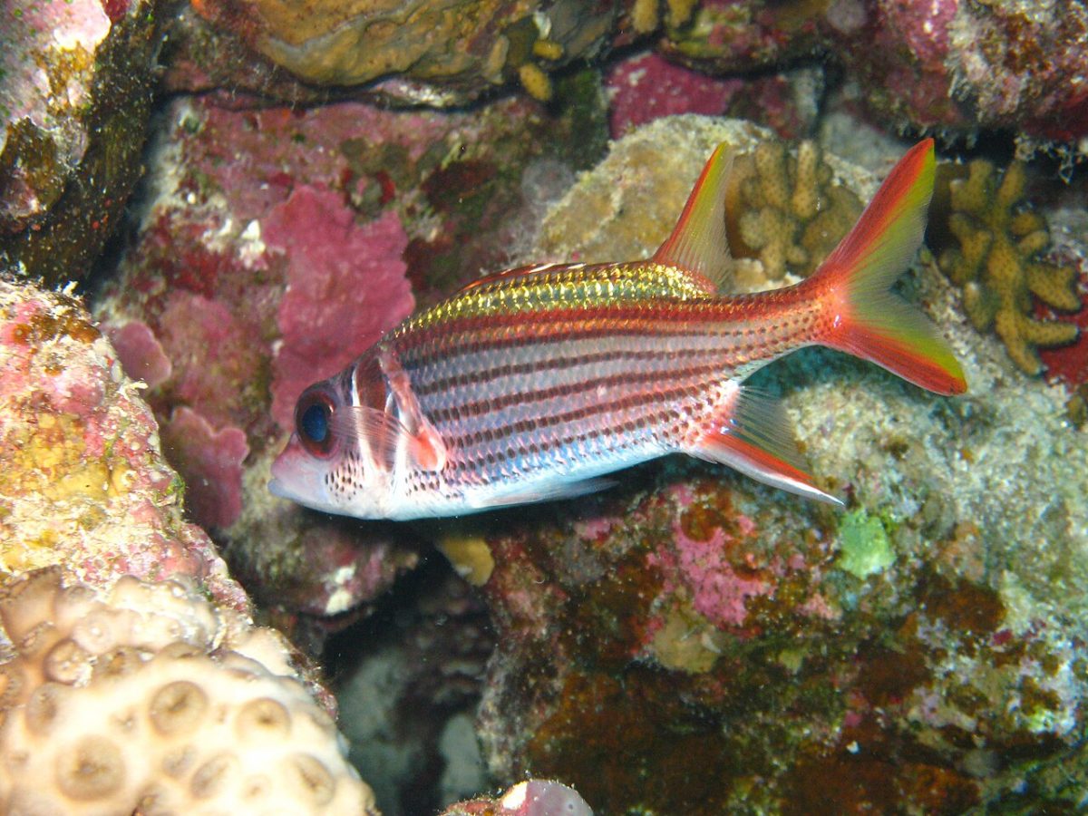 Blackspot Soldierfish (Sargocentron rubrum)
