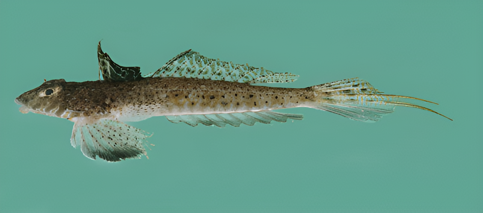 Blotchfin Dragonet (Callionymus filamentosus)